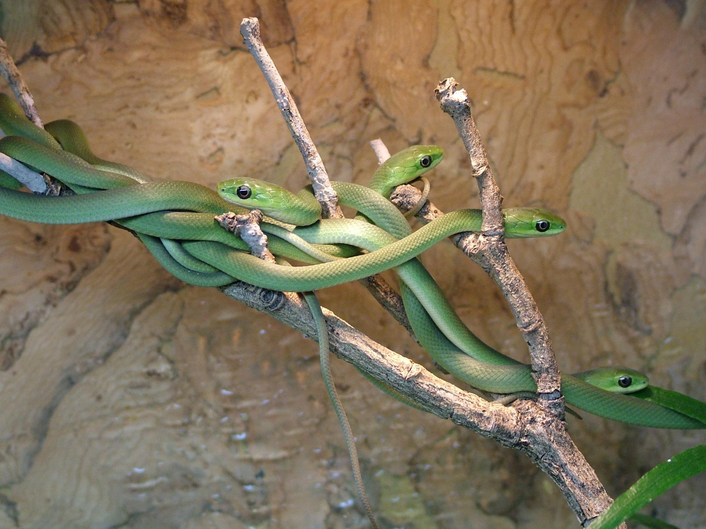 Junge Grasnattern (Opheodrys aestivus)