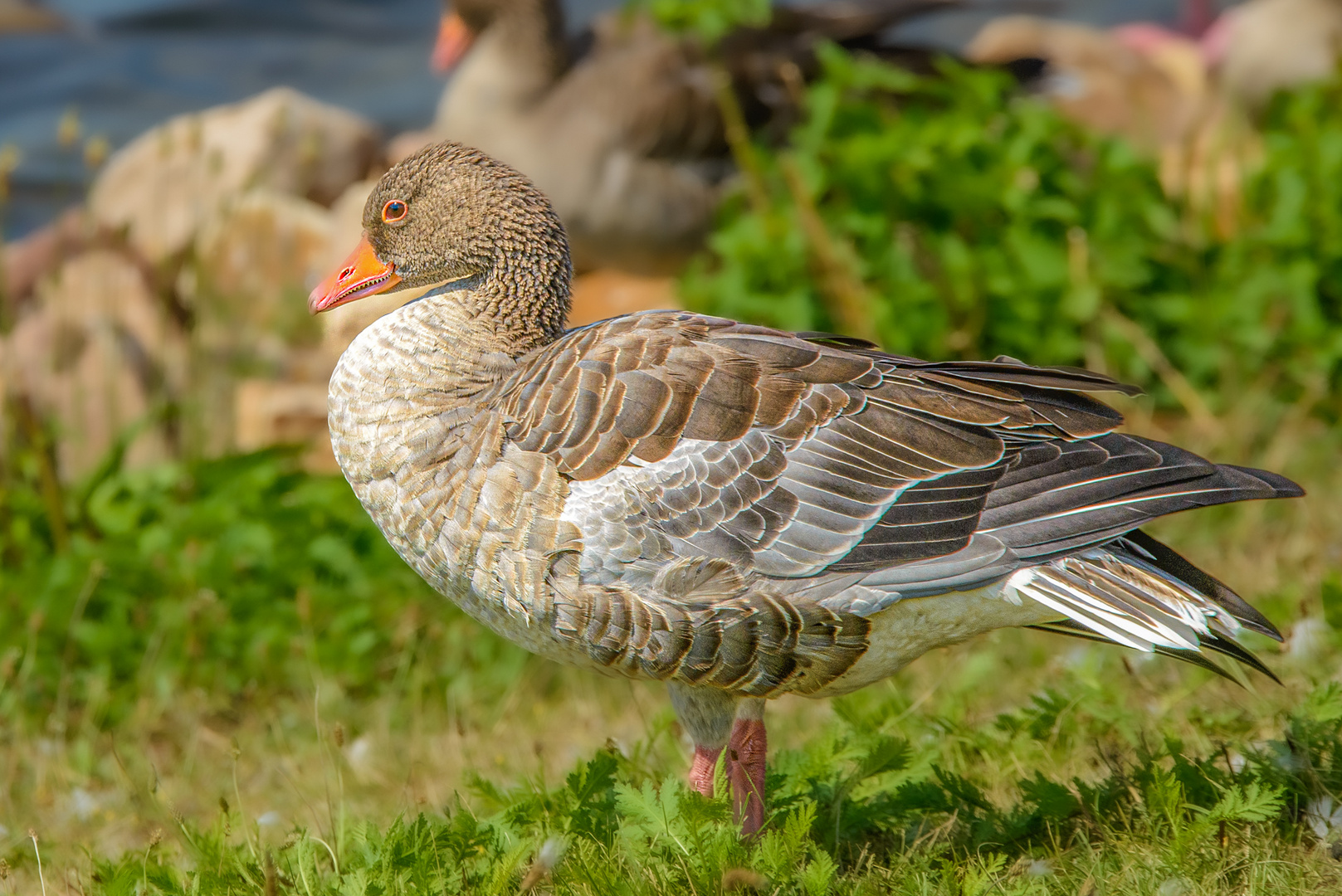 junge Grau-Gans.