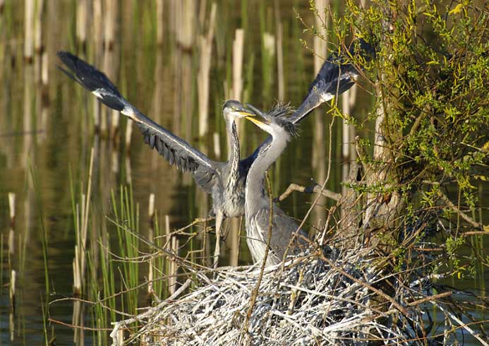 Junge Graureiher am Nest