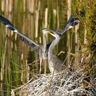 Junge Graureiher am Nest