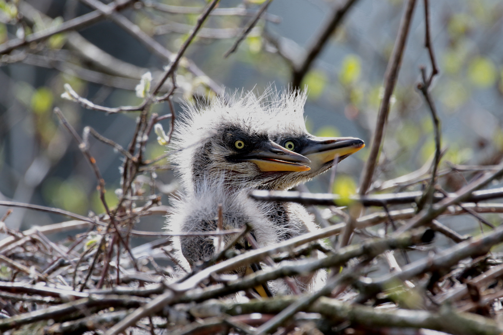 junge Graureiher im Nest 2 IMG_0332