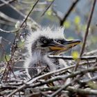 junge Graureiher im Nest 2 IMG_0332