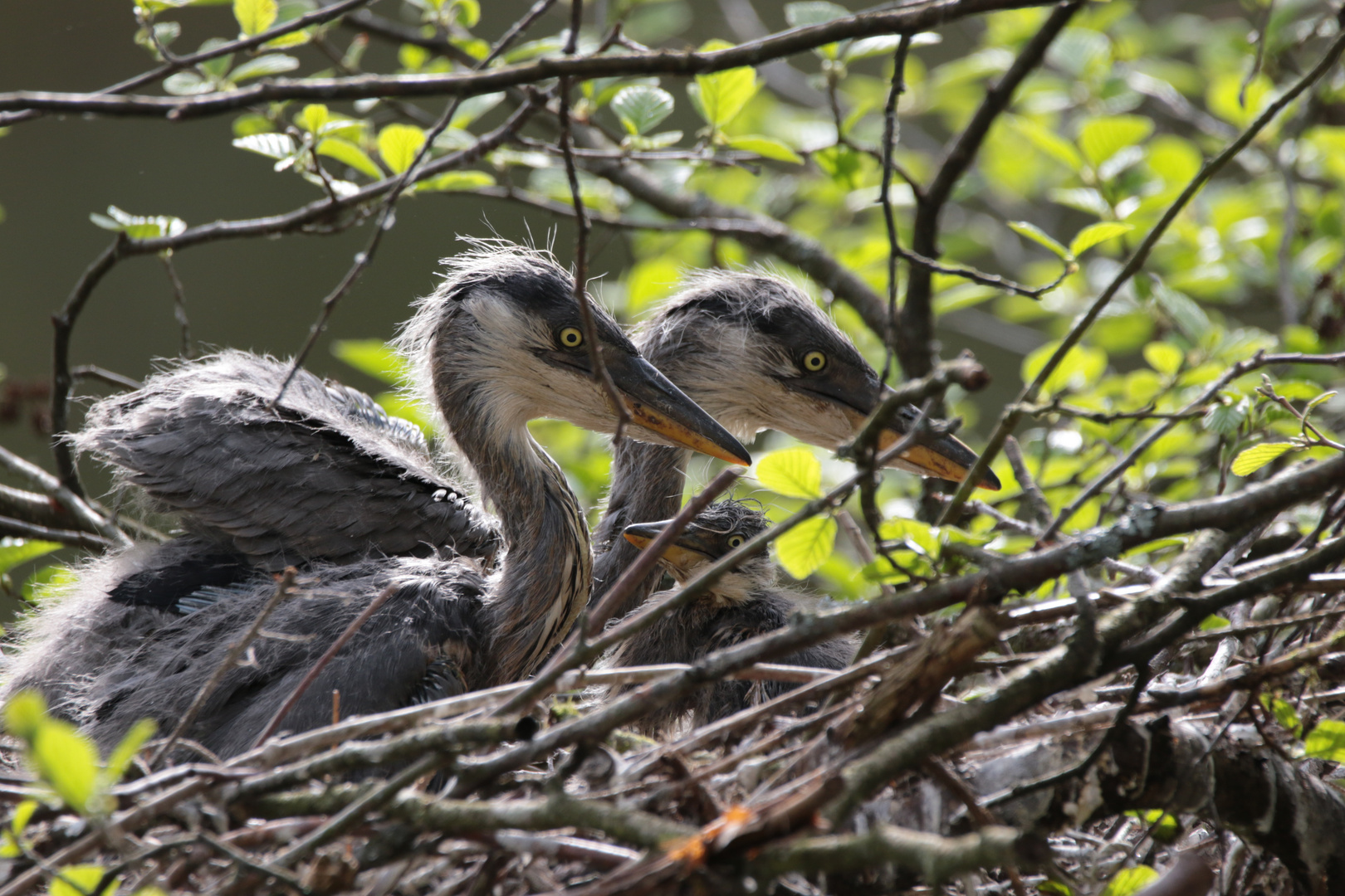 junge Graureiher im Nest 2 IMG_0538