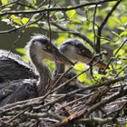 junge Graureiher im Nest 2 IMG_0538