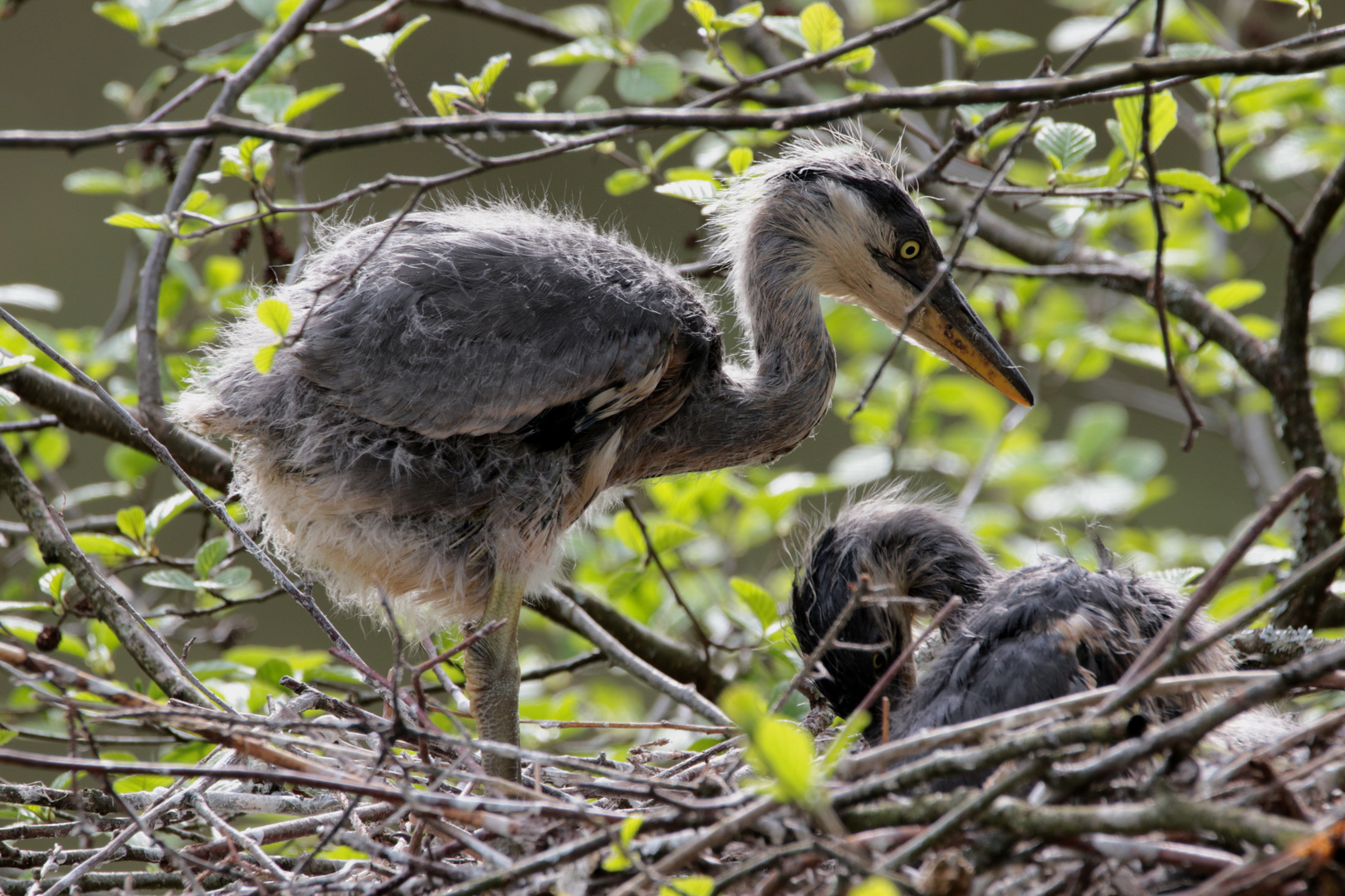  junge Graureiher im Nest 2  IMG_0561