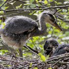  junge Graureiher im Nest 2  IMG_0561