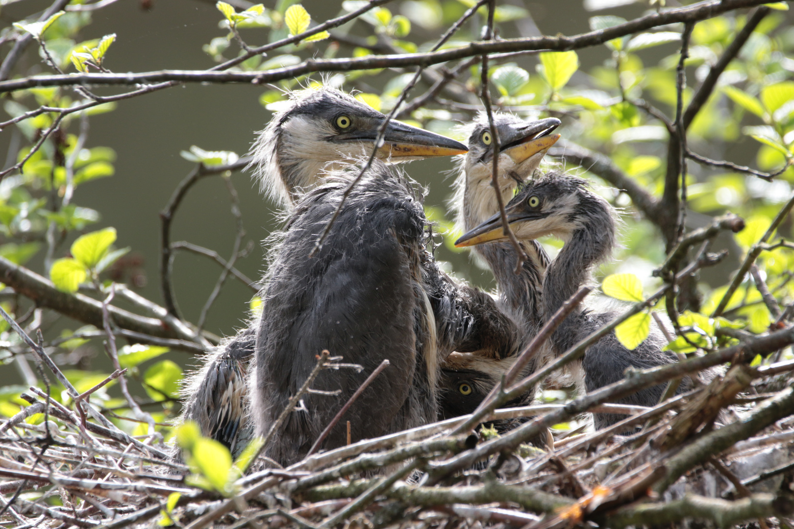 junge Graureiher im Nest 2 MG_0546