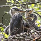 junge Graureiher im Nest 2 MG_0546