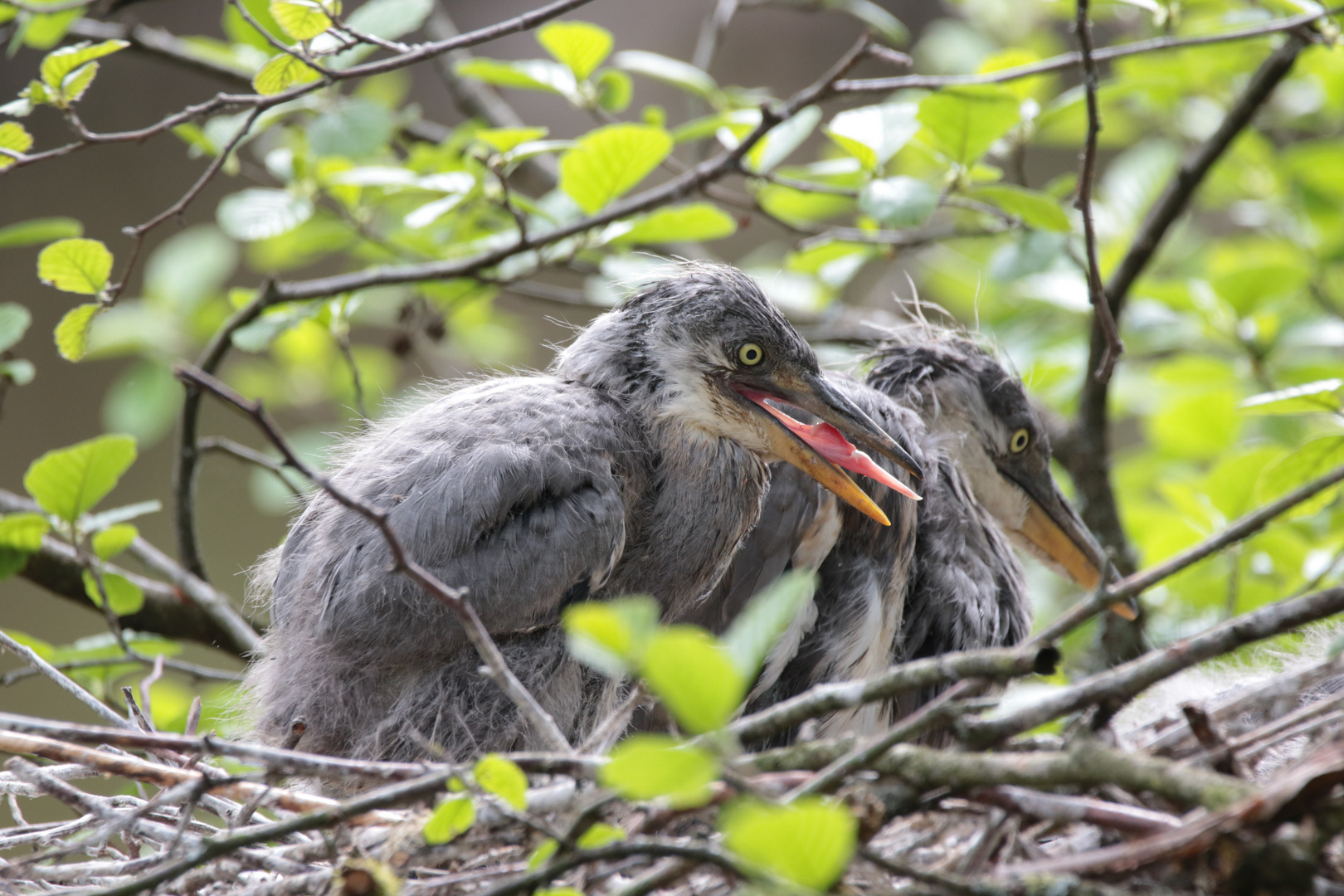 junge Graureiher im Nest 2IMG_0450