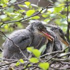 junge Graureiher im Nest 2IMG_0450