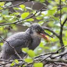 Junge Graureiher im Nest 3 IMG_0451