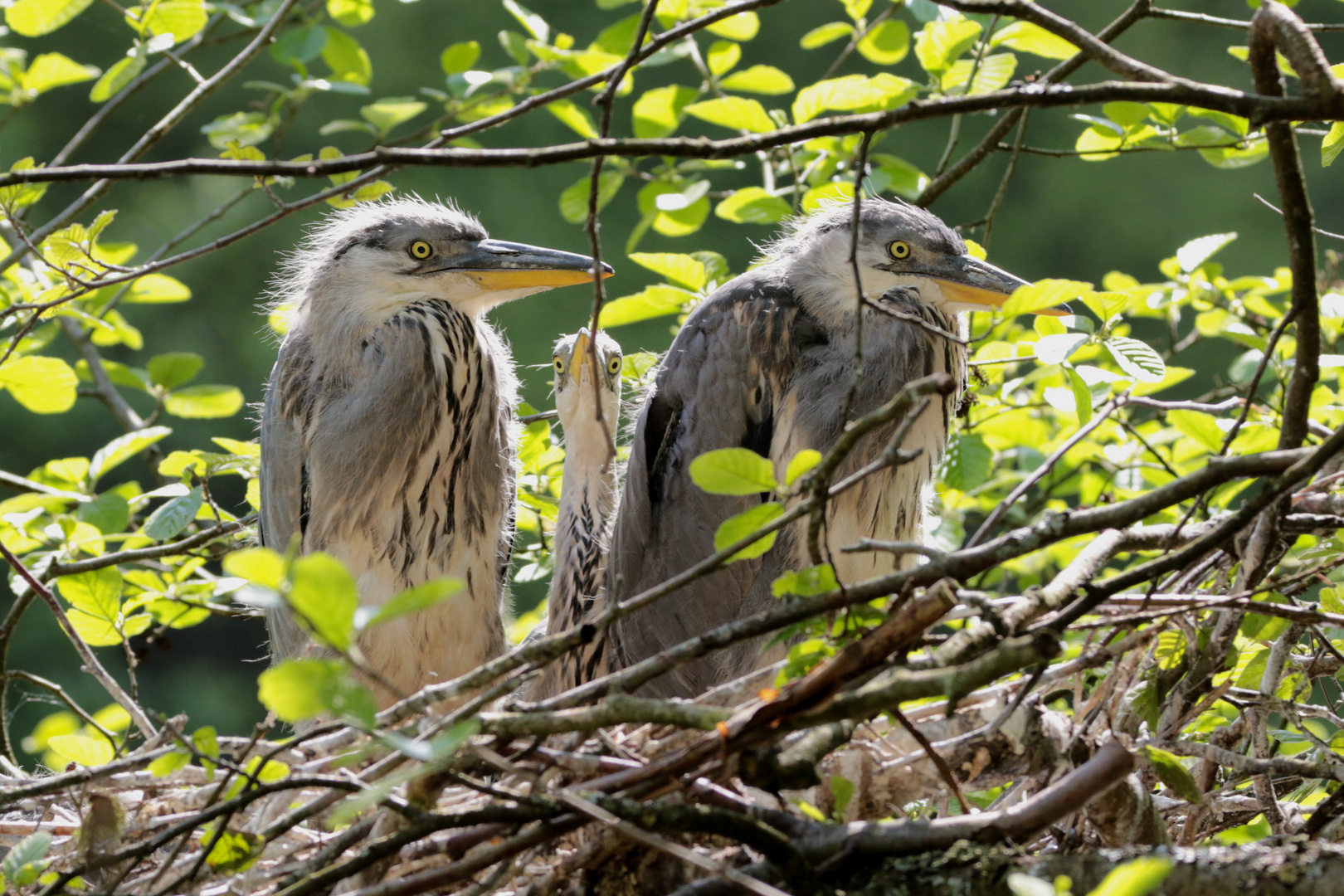 junge Graureiher im Nest 3 IMG_0589