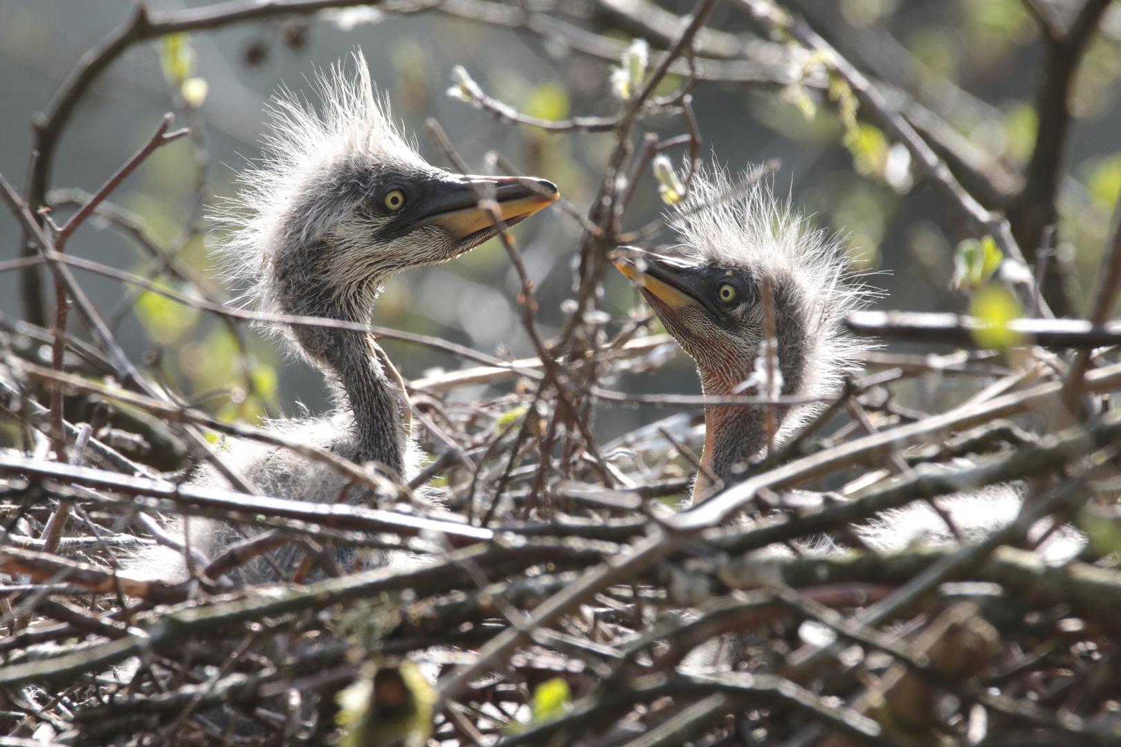 junge Graureiher im Nest 4 IMG_0370