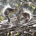 junge Graureiher im Nest 4 IMG_0370