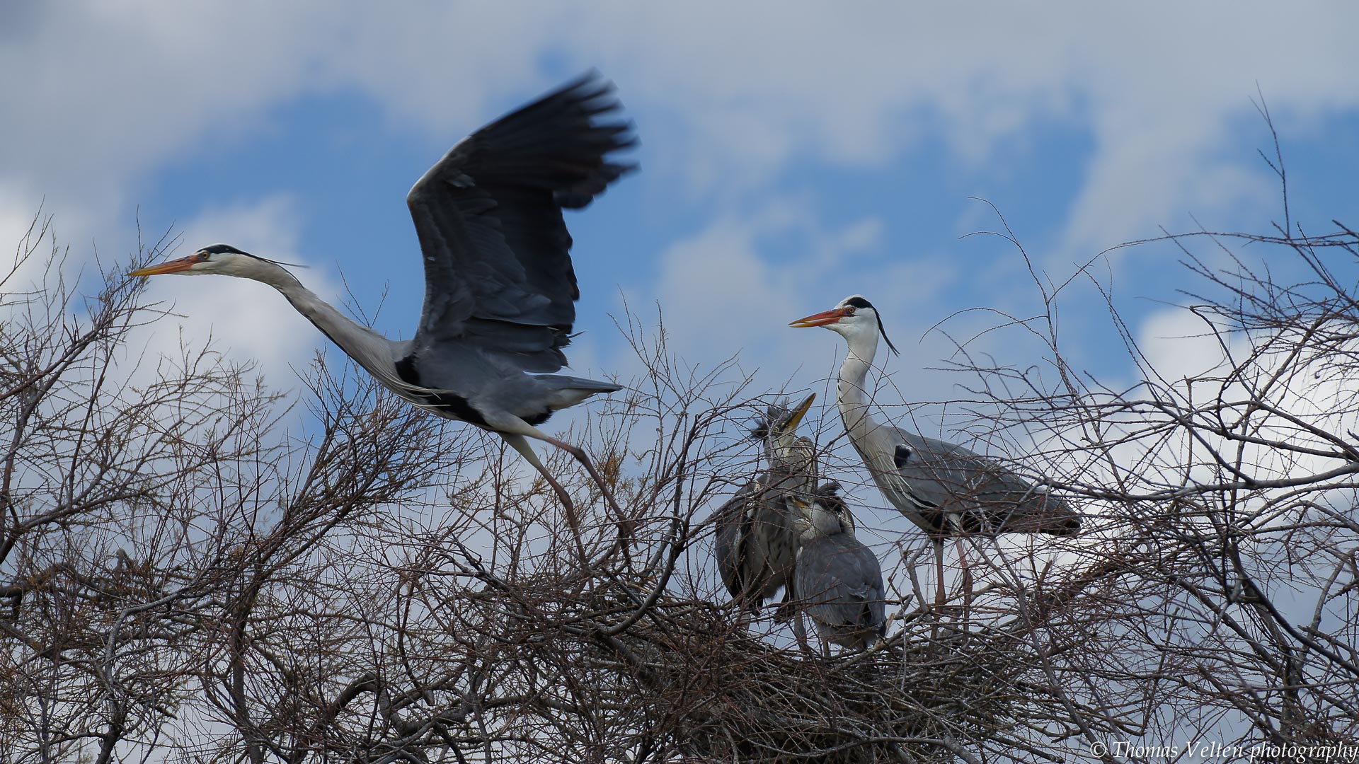 Junge Graureiher im Nest mit Eltern