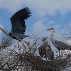 Junge Graureiher im Nest mit Eltern