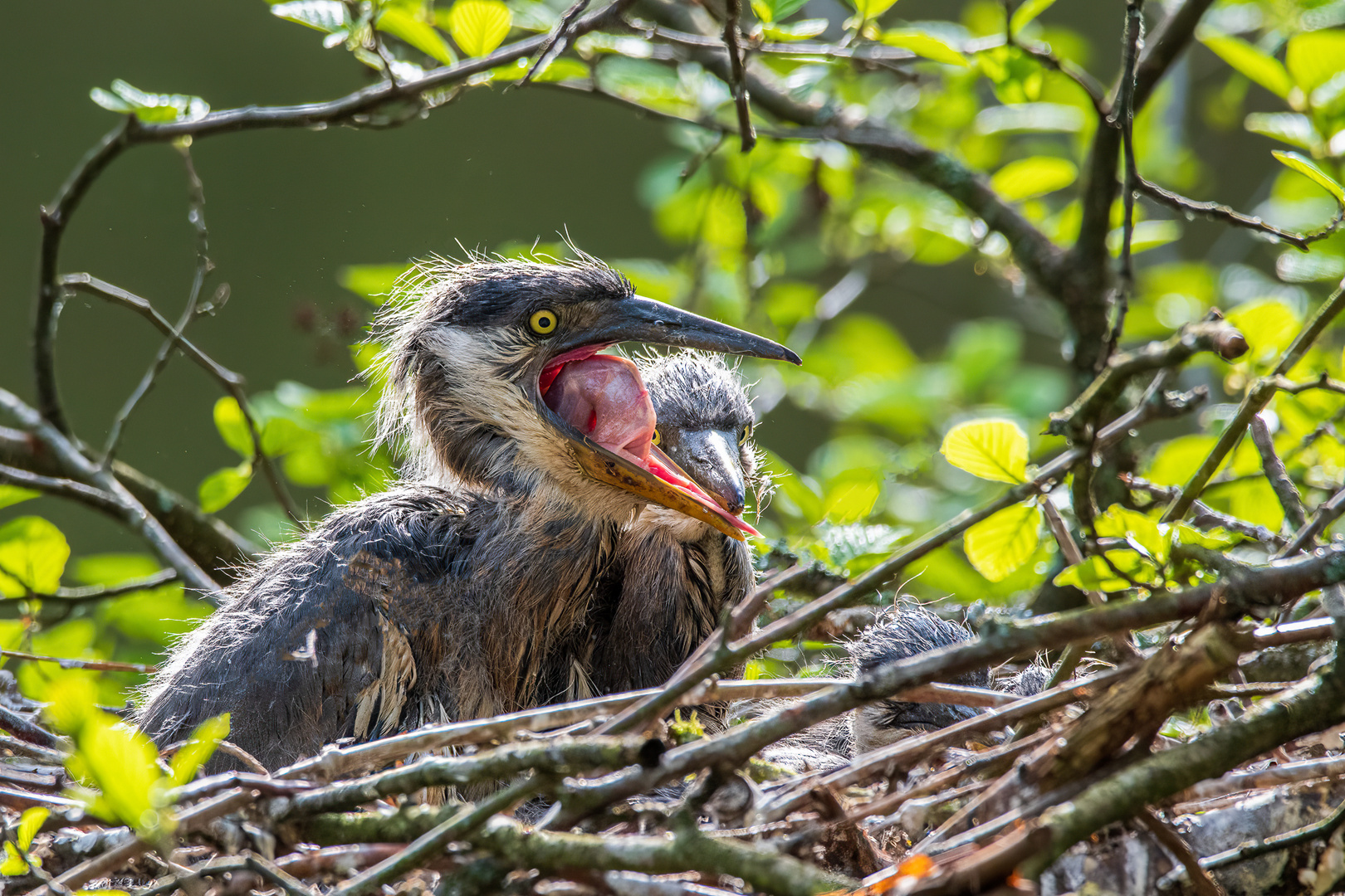 Junge Graureiher im Nest_2