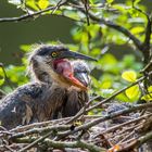 Junge Graureiher im Nest_2