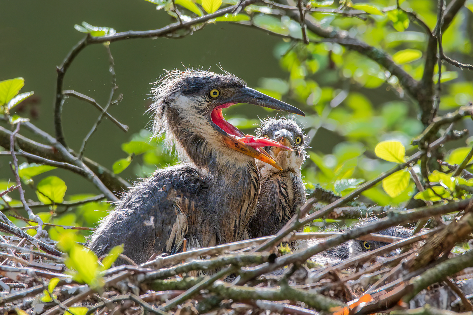 Junge Graureiher im Nest_3