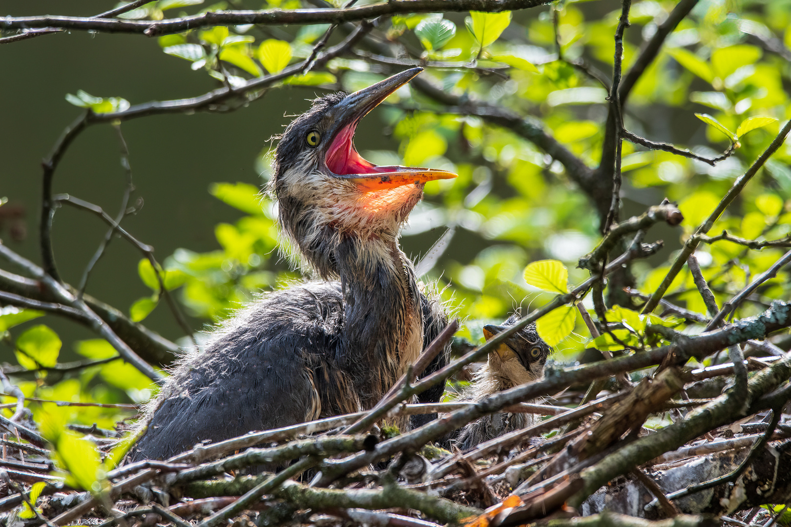 Junge Graureiher im Nest_4