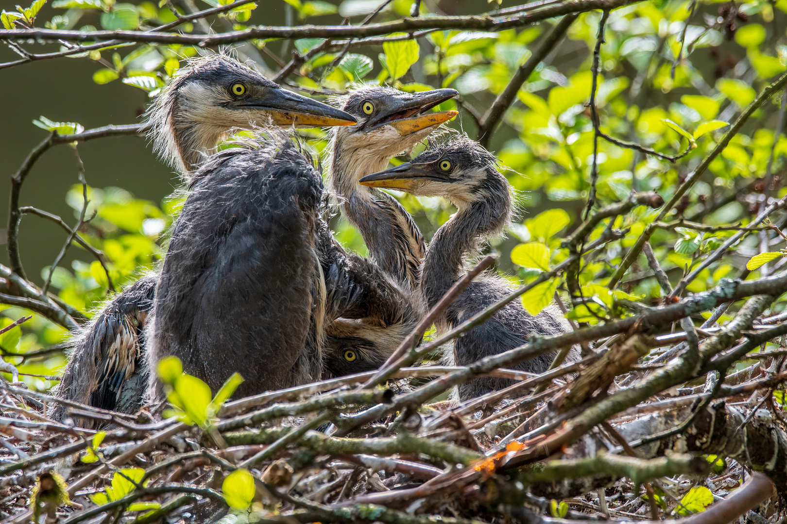 Junge Graureiher im Nest_6