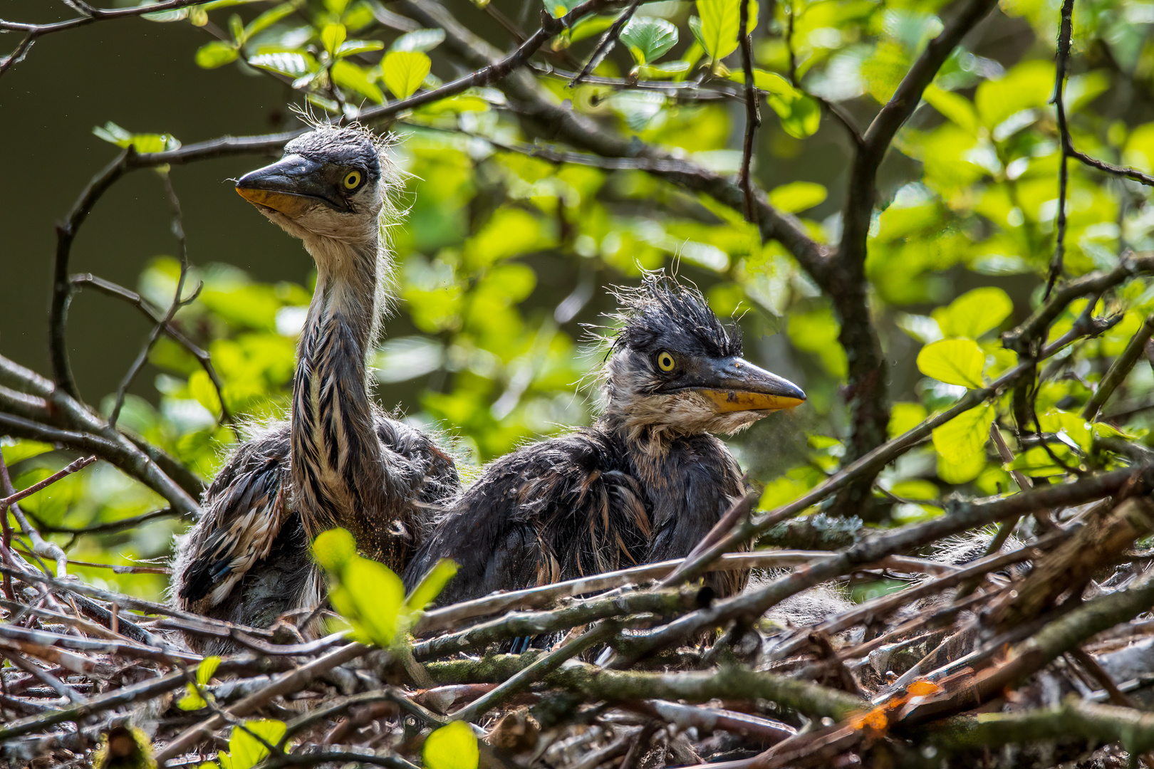 Junge Graureiher im Nest_7