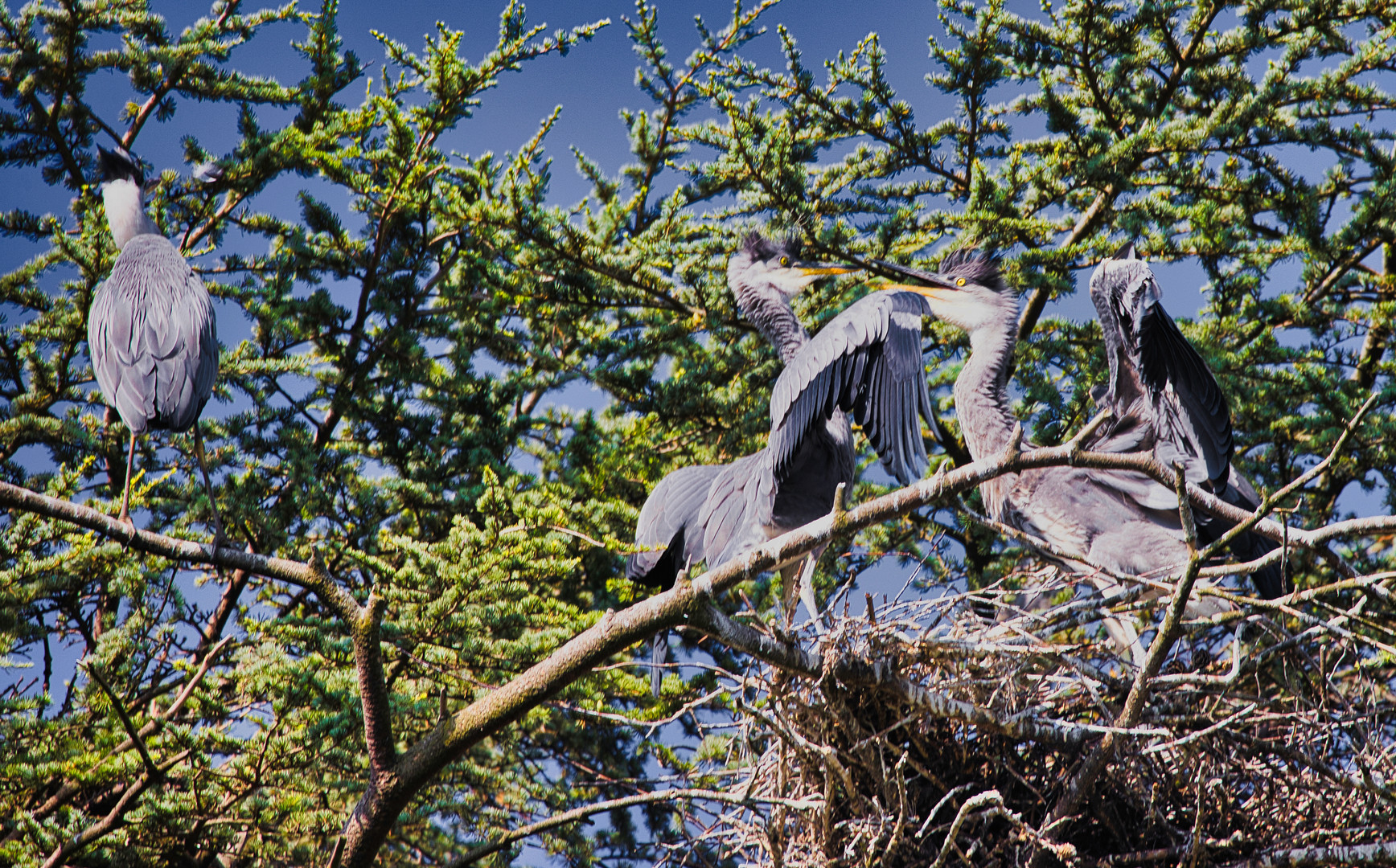 Junge Graureiher im Nest_E7I2788