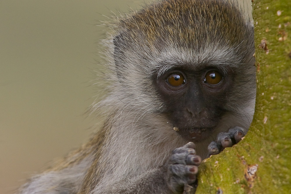 Junge grüne Meerkatze