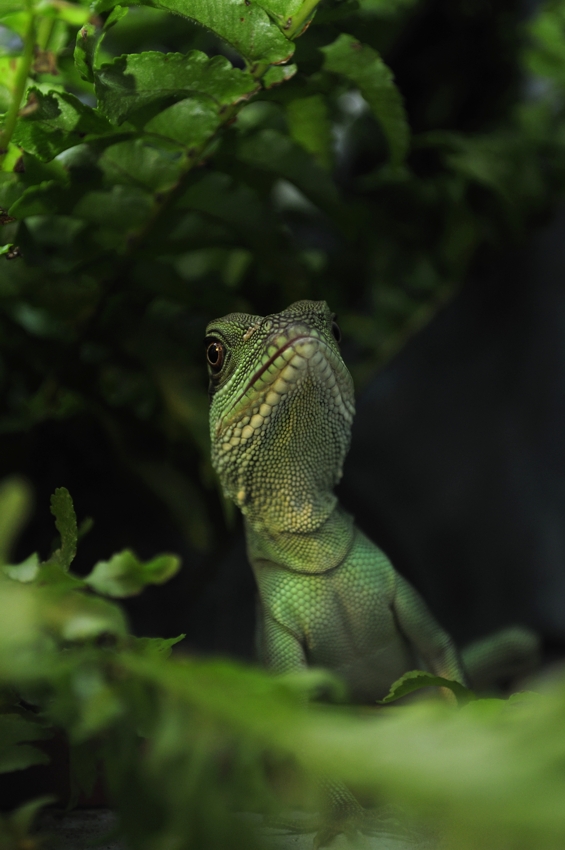 Junge grüne Wasseragame