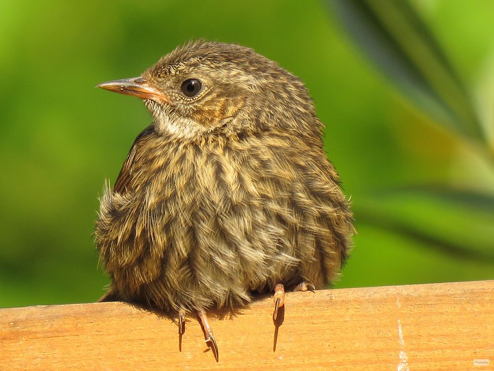 junge Heckenbraunelle. Foto & Bild tiere, wildlife, wild lebende