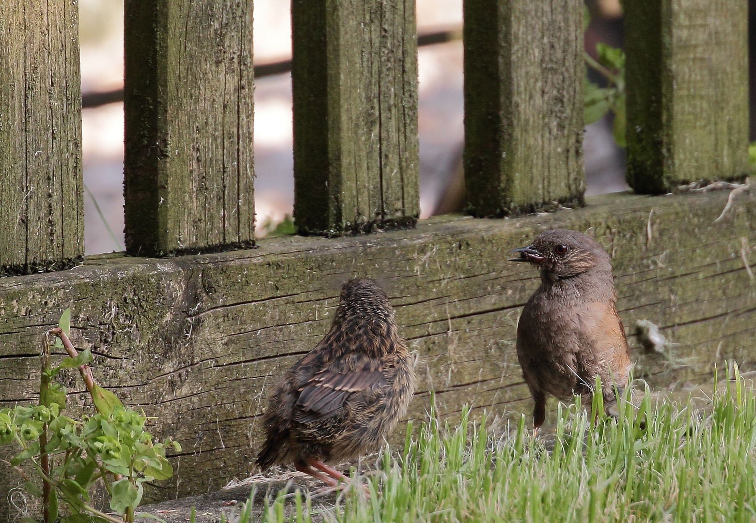 Junge Heckenbraunelle mit Altvogel