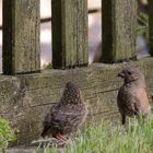 Junge Heckenbraunelle mit Altvogel