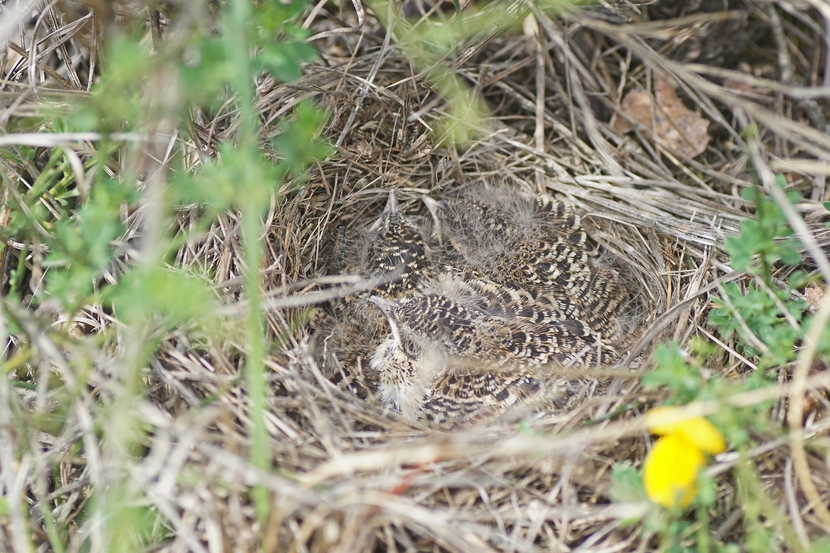 Junge Heidelerchen (Lullula arborea)