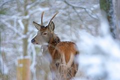 Junge Hirsch im Schnee.