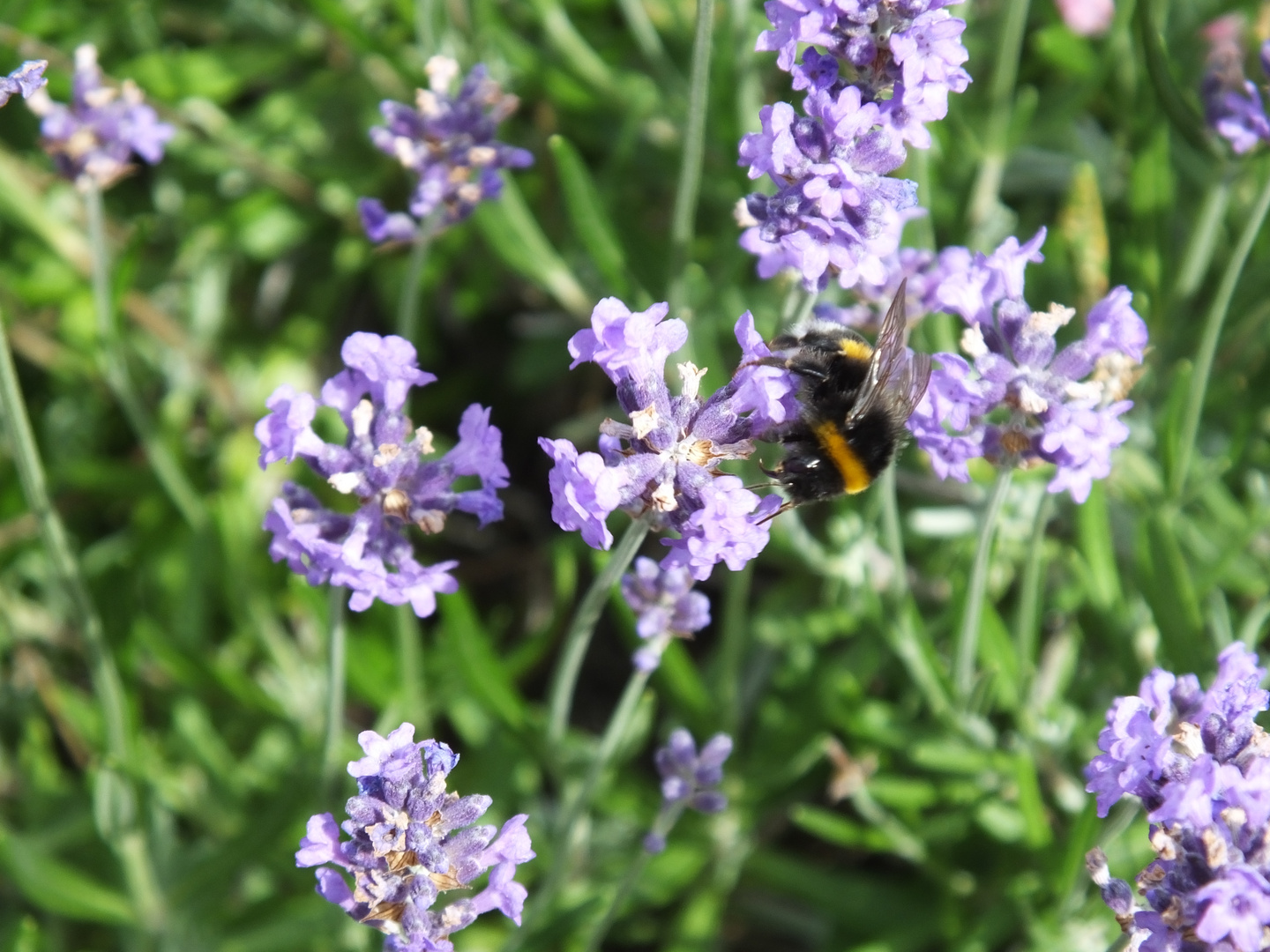 Junge Hummel auf Lavendelblüte