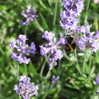 Junge Hummel auf Lavendelblüte