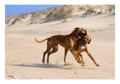 Junge Hunde am Meer