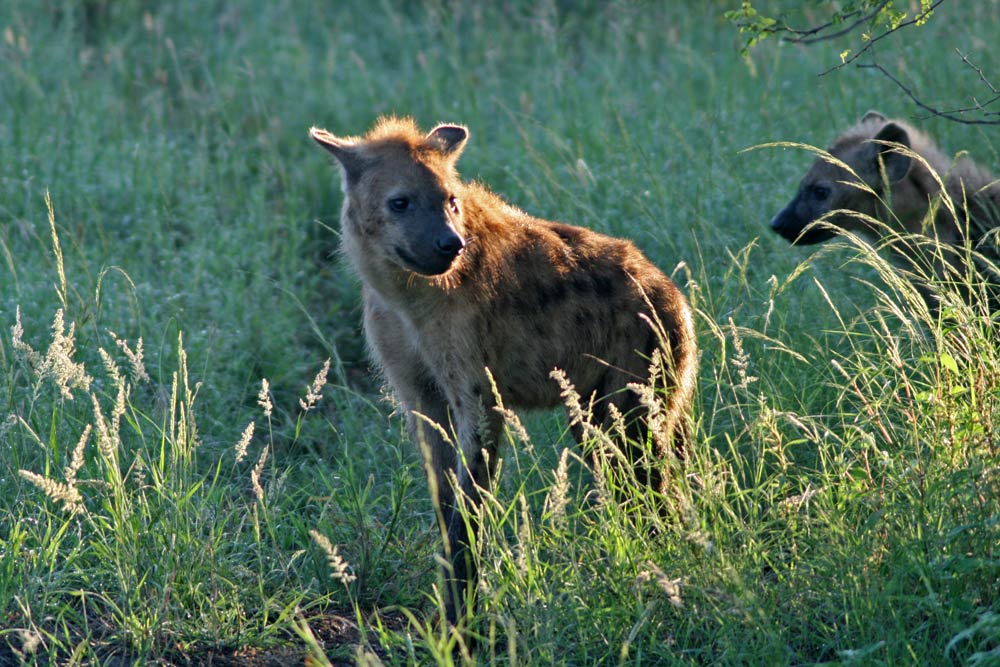 junge Hyäne Foto & Bild africa, southern africa, south africa Bilder auf