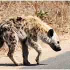 Junge Hyäne beim Spaziergang ;-)