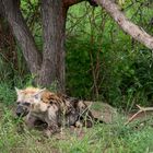 Junge Hyäne vor ihrem Bau