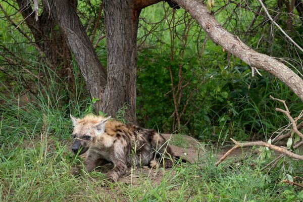 Junge Hyäne vor ihrem Bau