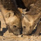 Junge Hyänen erkunden ihre Welt