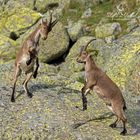 Junge iberische Steinböcke (Capra pyrenaica)