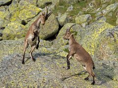 Junge iberische Steinböcke (Capra pyrenaica)