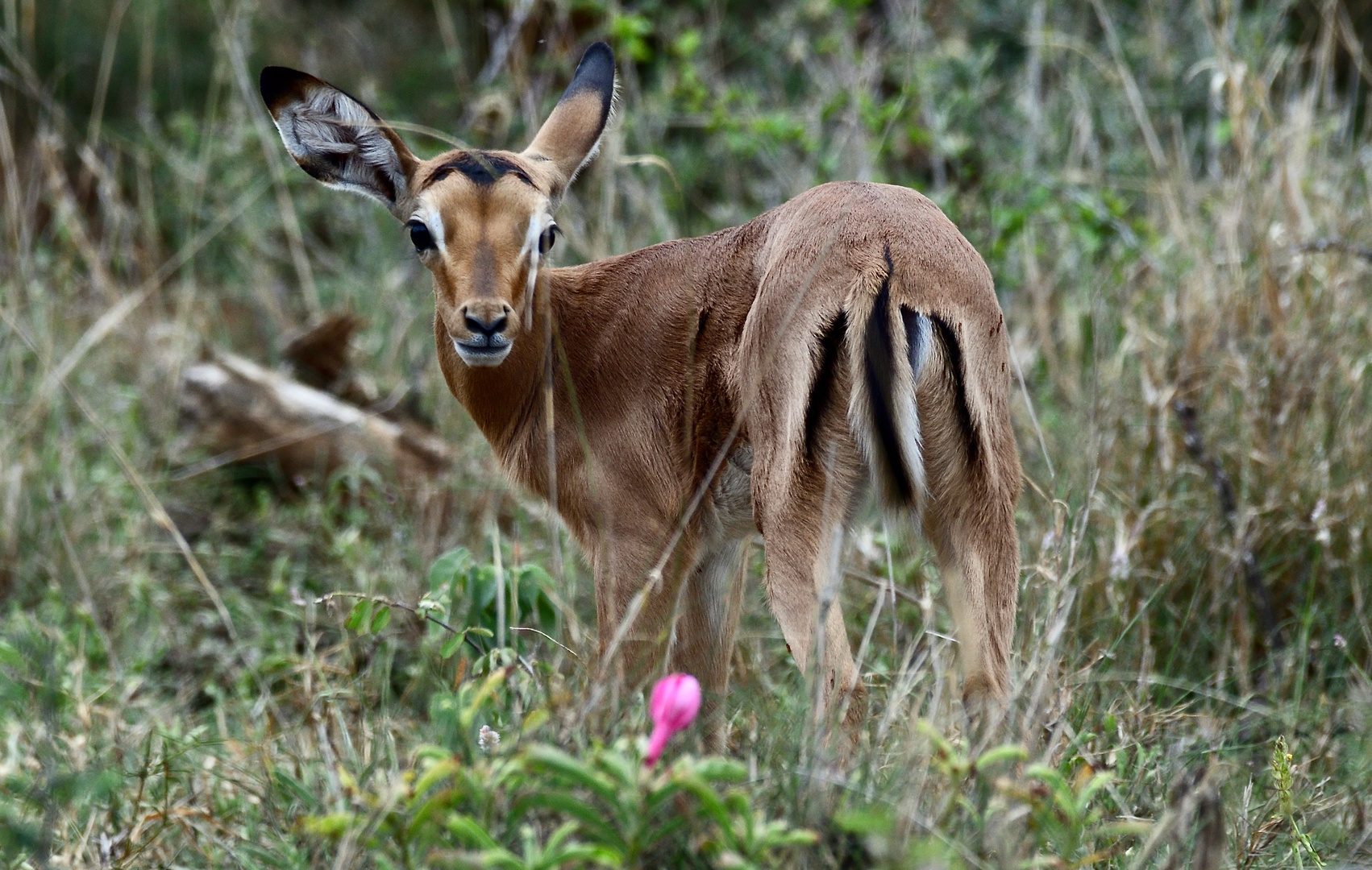 Junge Impala Antilope