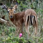 Junge Impala Antilope