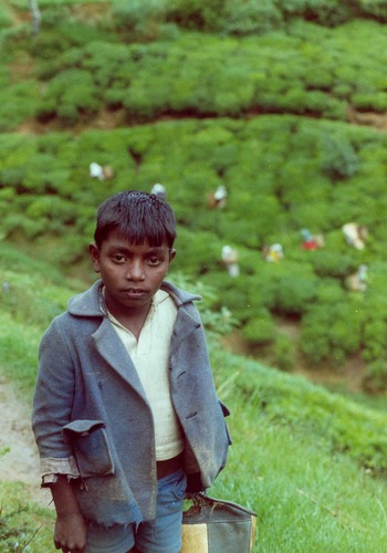 Junge in den Teeplantagen des Hochlandes von SriLanka