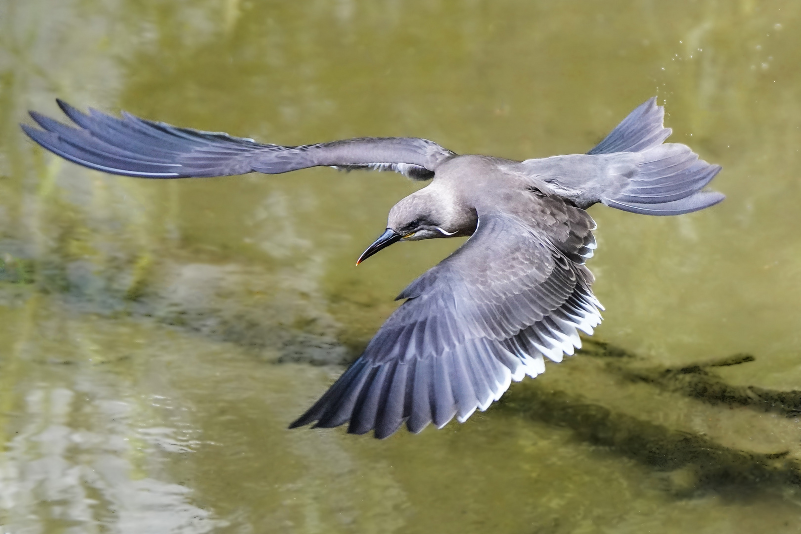 Junge Inka-Seeschwalbe 