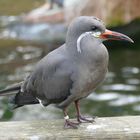 junge Inkaseeschwalbe im Krefelder Zoo 