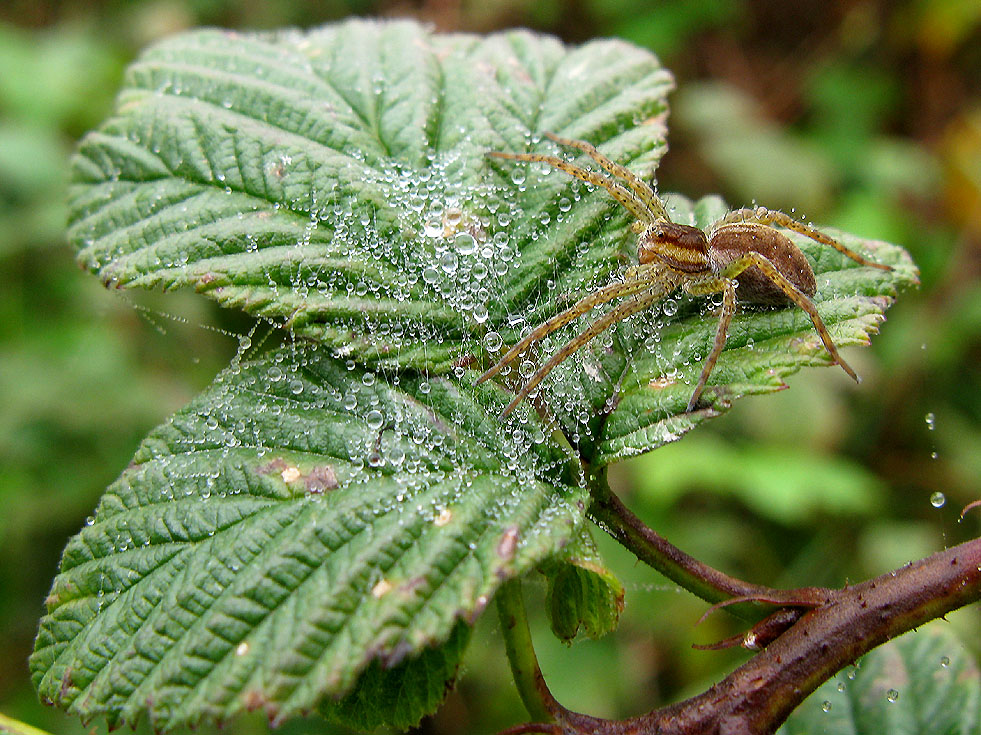 Junge Jagdspinne